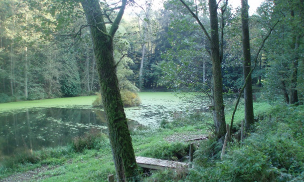 Amphibienschutz Arbeitskreis Natur Spessart