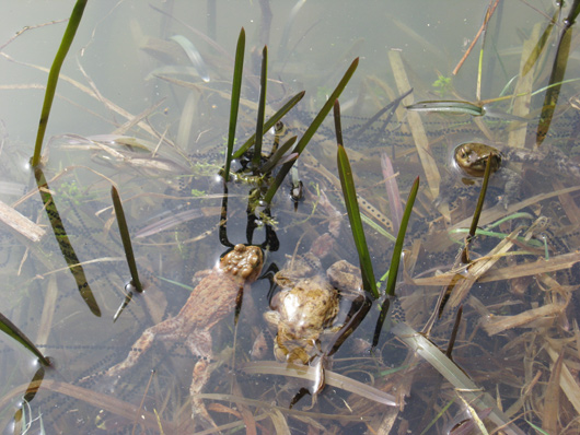 Amphibienschutz Arbeitskreis Natur Spessart