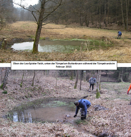 Amphibienschutz Arbeitskreis Natur Spessart