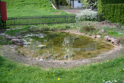 Amphibienschutz Arbeitskreis Natur Spessart