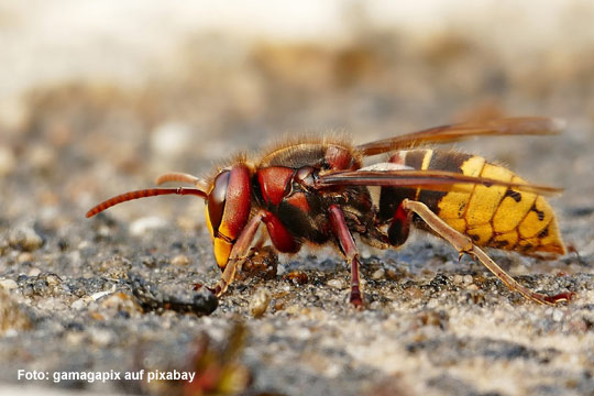 AKN Insektenschutz