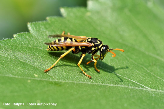 AKN Insektenschutz