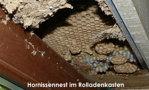 AKN Insektenschutz