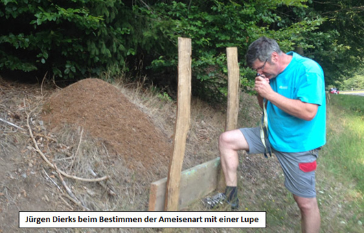 Amphibienschutz Arbeitskreis Natur Spessart